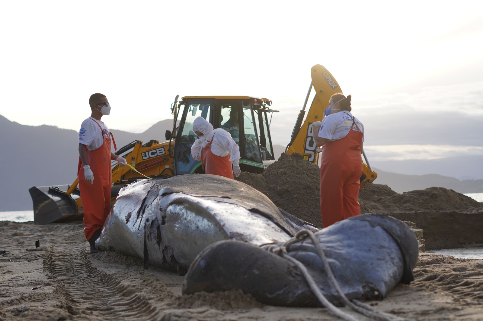 Baleia-jubarte de 6 metros é encontrada morta na praia do Perequê