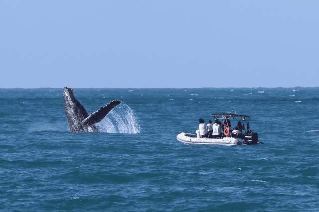 Ilhabela oferece curso de boas práticas para observação de baleias e cria selo para turismo náutico