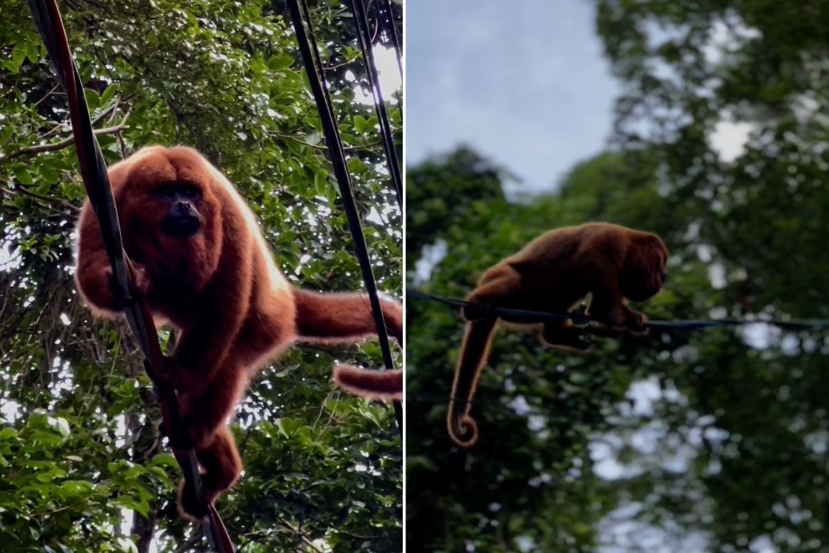 Macaco-bugio é flagrado andando sobre fios de energia no litoral de SP; VÍDEO