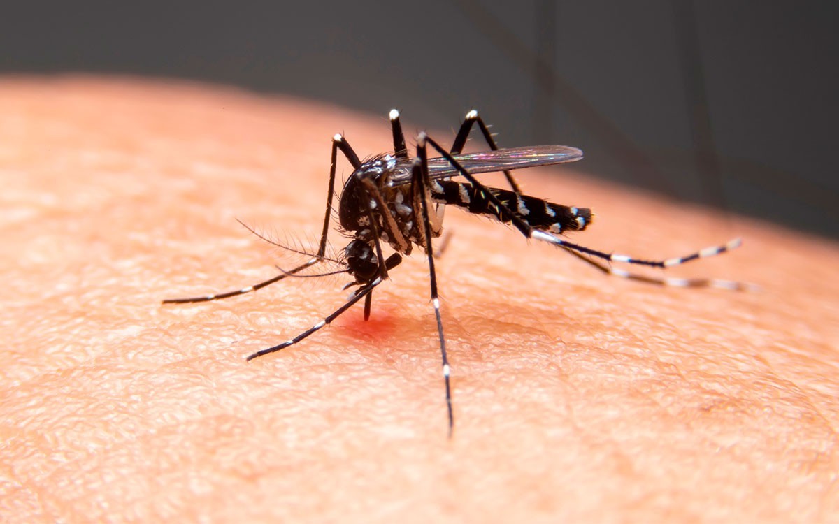Taubaté e Tremembé registram mais três mortes por dengue e região chega a 13 óbitos em 2026