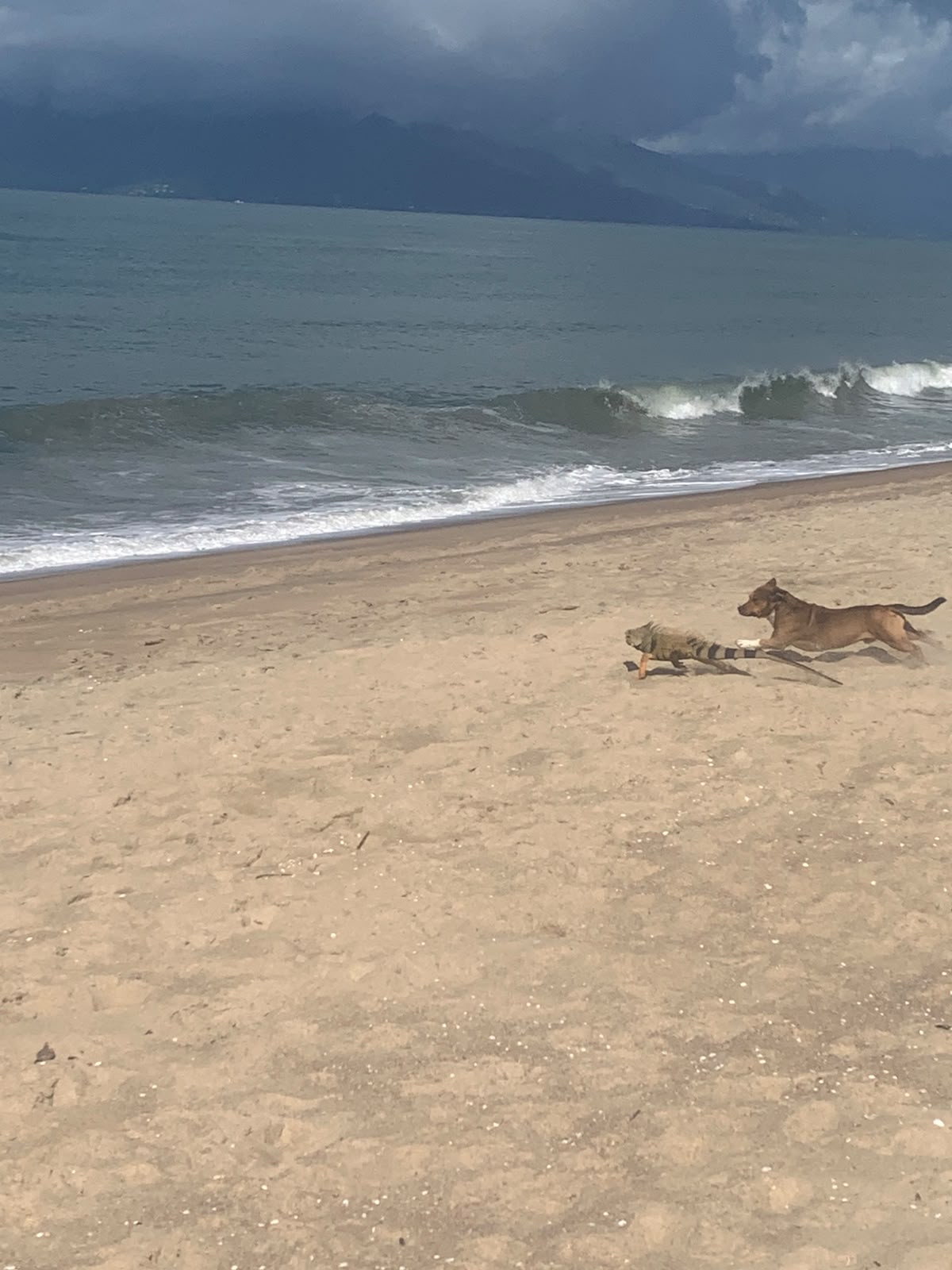 Iguana-verde é resgatada e sobrevive a ataque de cachorro na Praia do Capricórnio