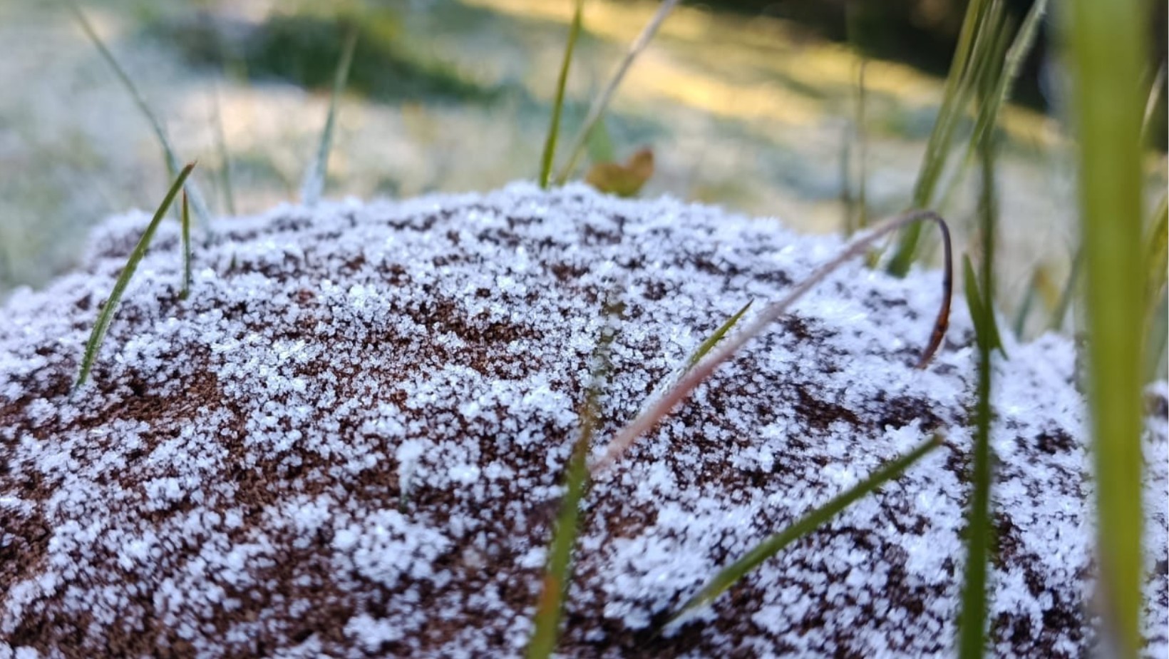 Campos do Jordão registra nova geada após sequência de frio intenso na Serra da Mantiqueira
