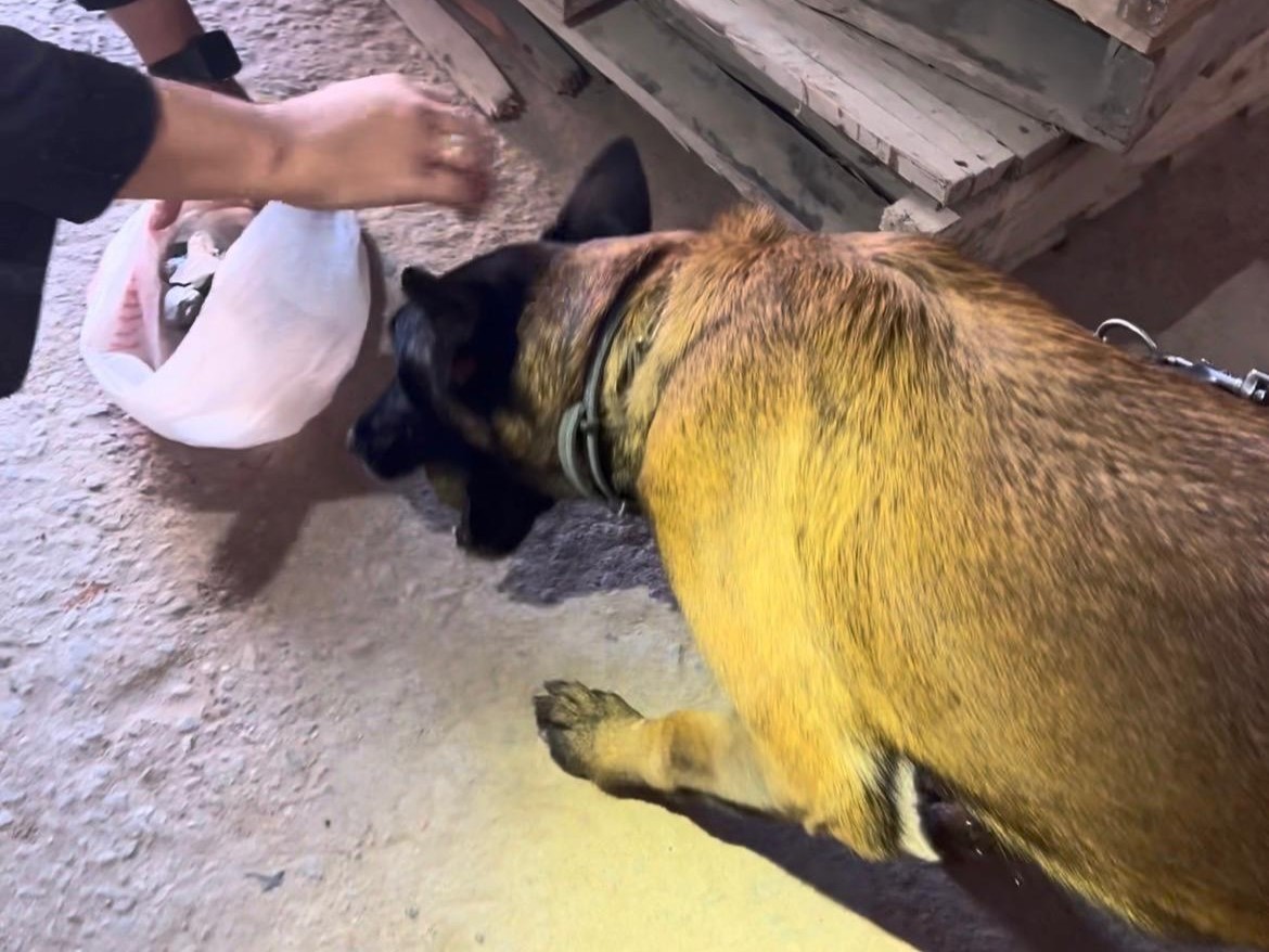 Agente canina localiza porções de maconha e suspeito de tráfico acaba preso