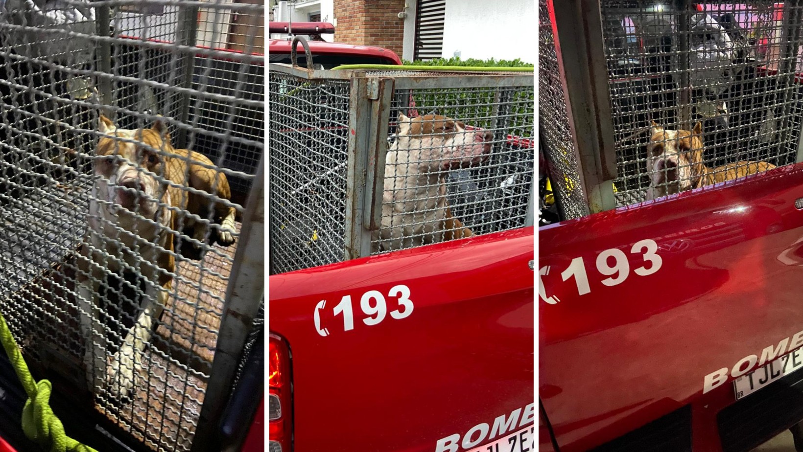 Pitbull é capturado pelos bombeiros após atacar cachorro vira-lata em Caraguatatuba