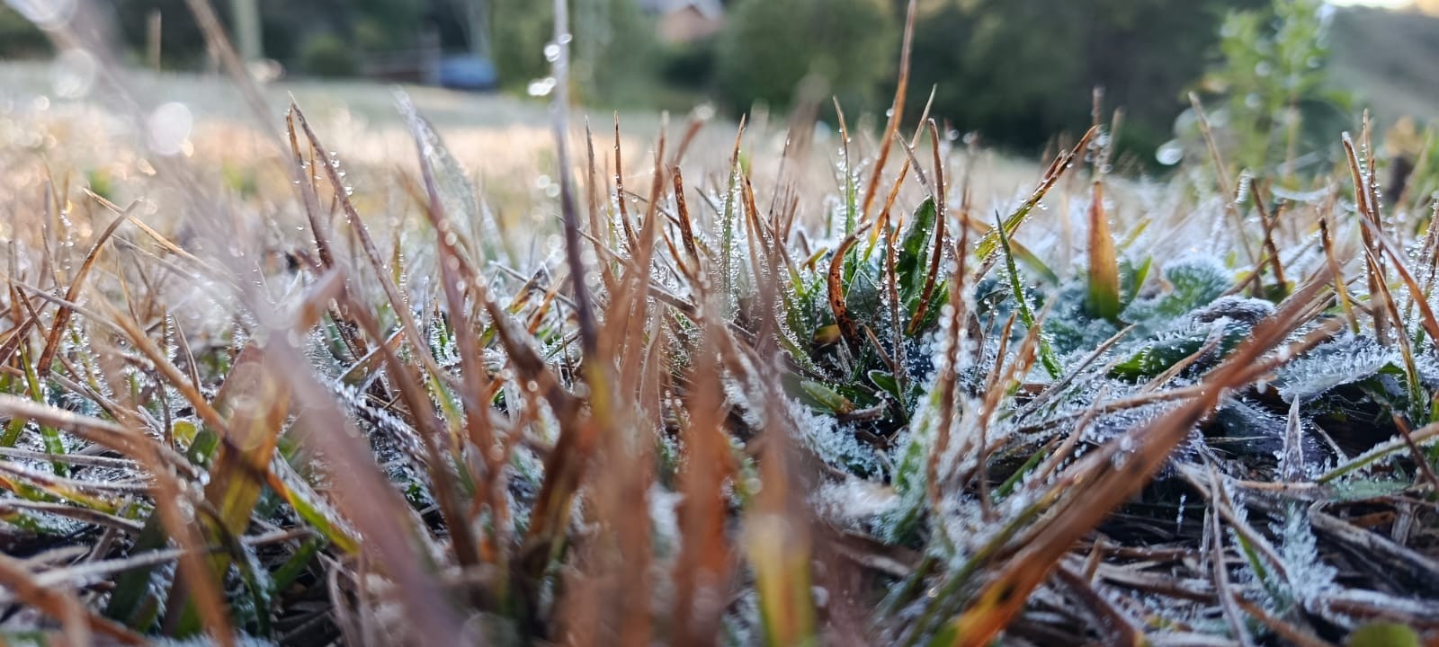 Às vésperas do inverno, Campos do Jordão tem manhã com geada e mínima de 3,1°C na menor temperatura de SP