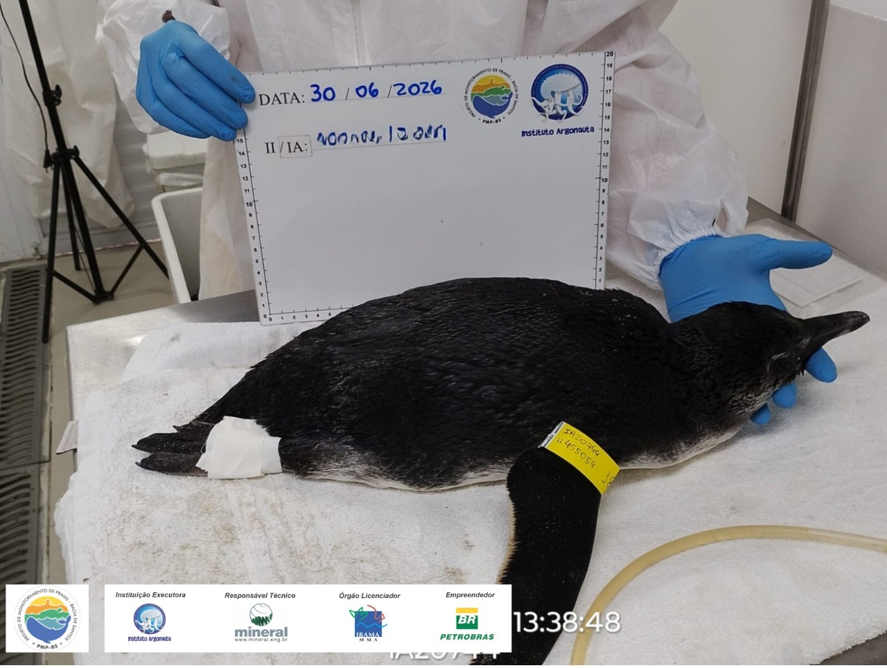 Pinguim-de-Magalhães jovem é resgatado por bombeiros na Praia das Toninhas, em Ubatuba