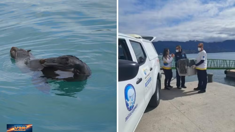 Lobo-marinho ferido é resgatado no Canal de São Sebastião e inicia tratamento em Ubatuba