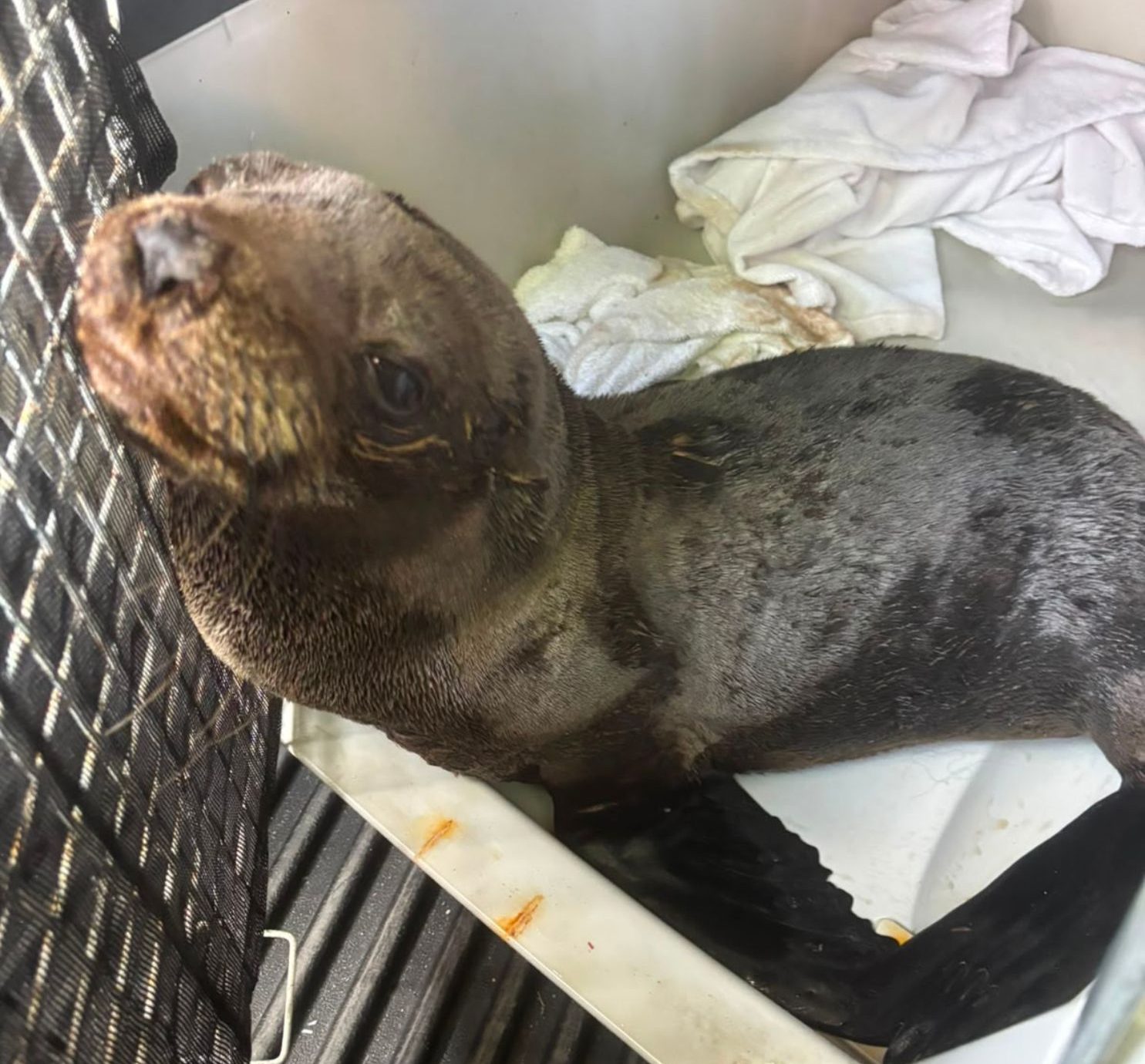 Lobo-marinho ferido por rede de pesca é resgatado em Ilhabela