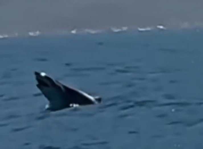 Tubarão ameaçado de extinção dá salto no mar em Ilhabela