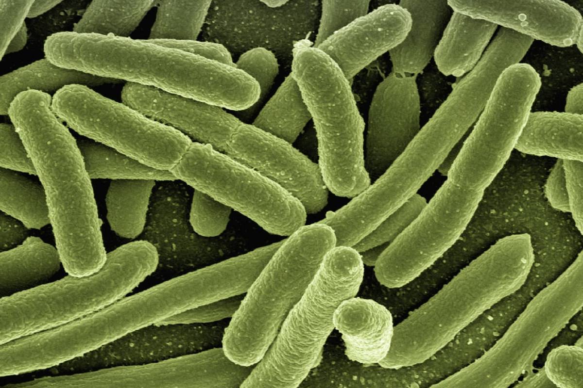 Conheça os bichos invisíveis que habitam nosso corpo, como os micróbios