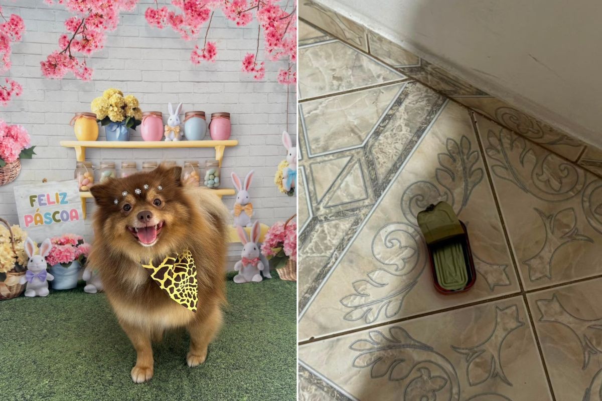 Cachorra morre com suspeita de envenenamento após homem deixar lata em garagem; VÍDEO