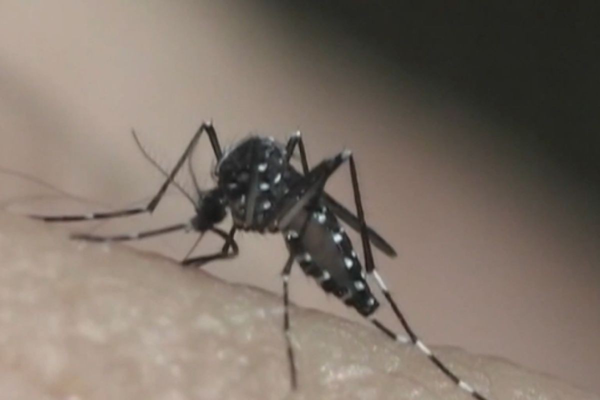 Taubaté e Tremembé registram novas mortes por dengue; número de vítimas no Vale do Paraíba chega a 17