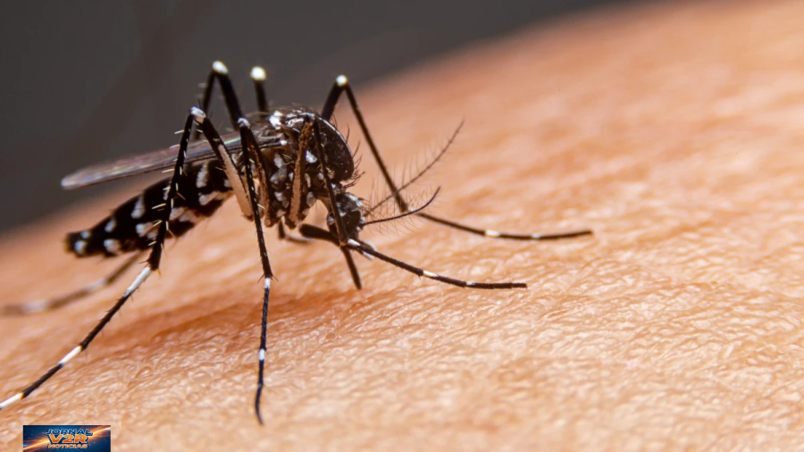 Dengue avança no Vale do Paraíba e região chega a 17 mortes confirmadas em 2026