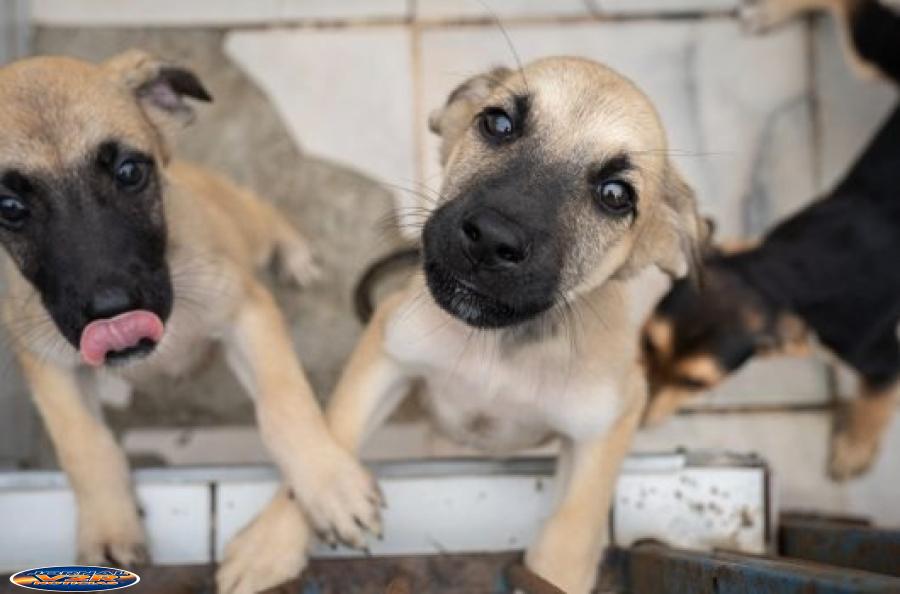 Caraguatatuba abre 500 vagas para castração gratuita de cães e gatos nesta sexta-feira