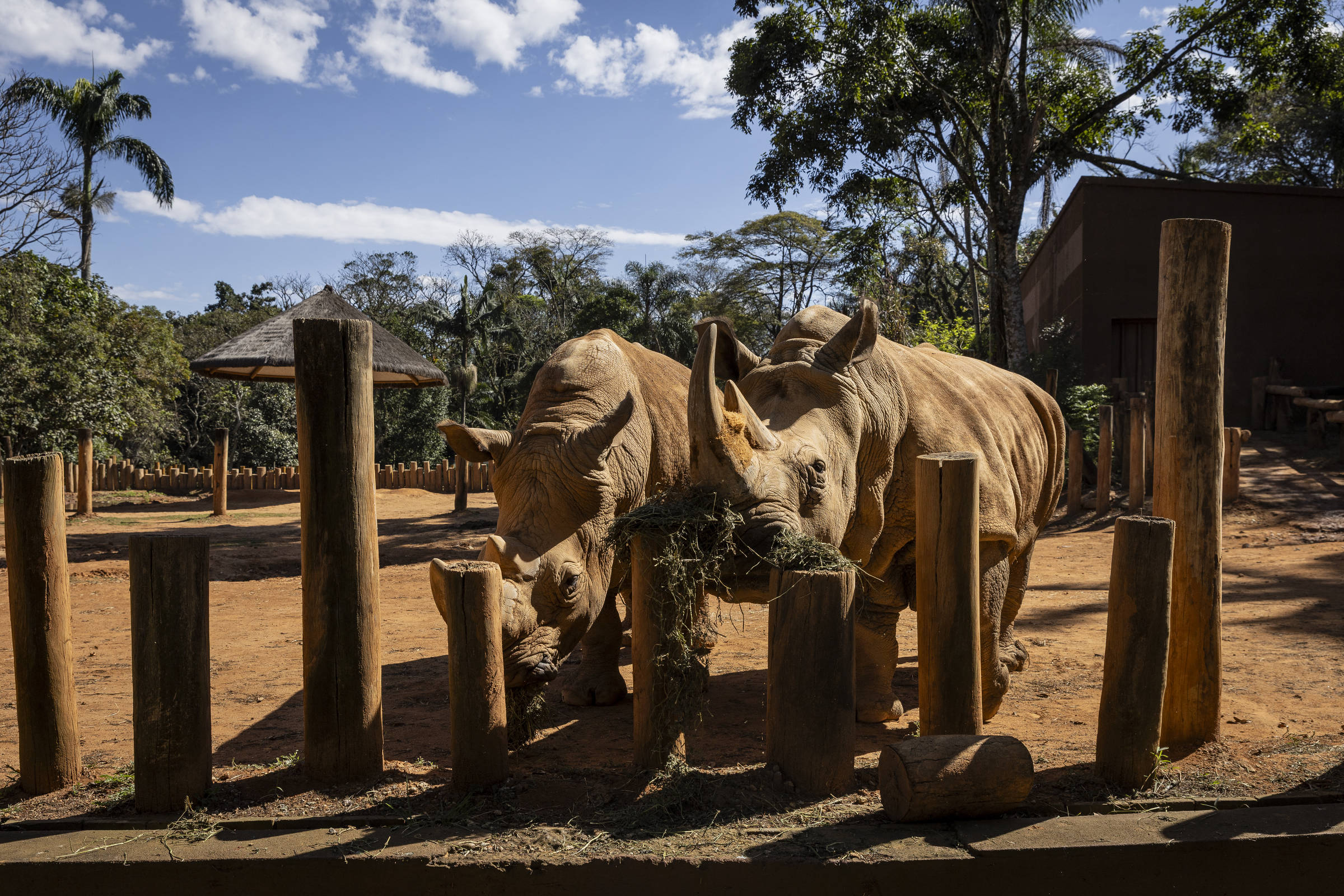 Rotina no Zoo de SP envolve 3 toneladas de comida e grilos criados para virar refeição