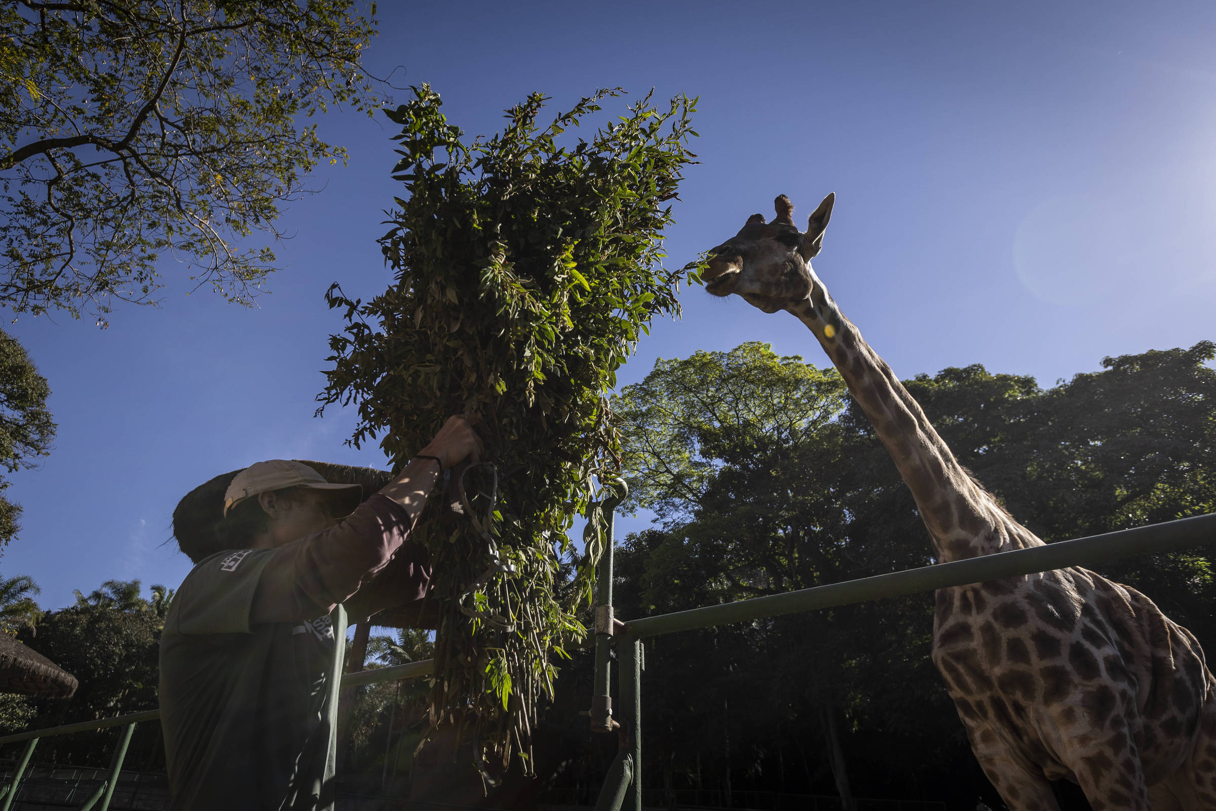 Parteiro de grilo e terapeuta de rinoceronte: conheça as profissões do zoológico