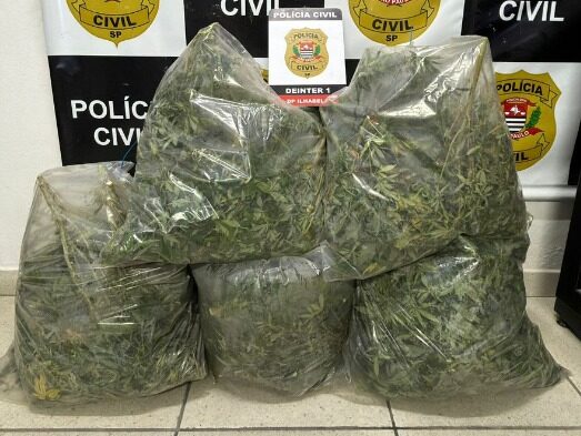 Norte-americano é preso por plantar maconha em Ilhabela