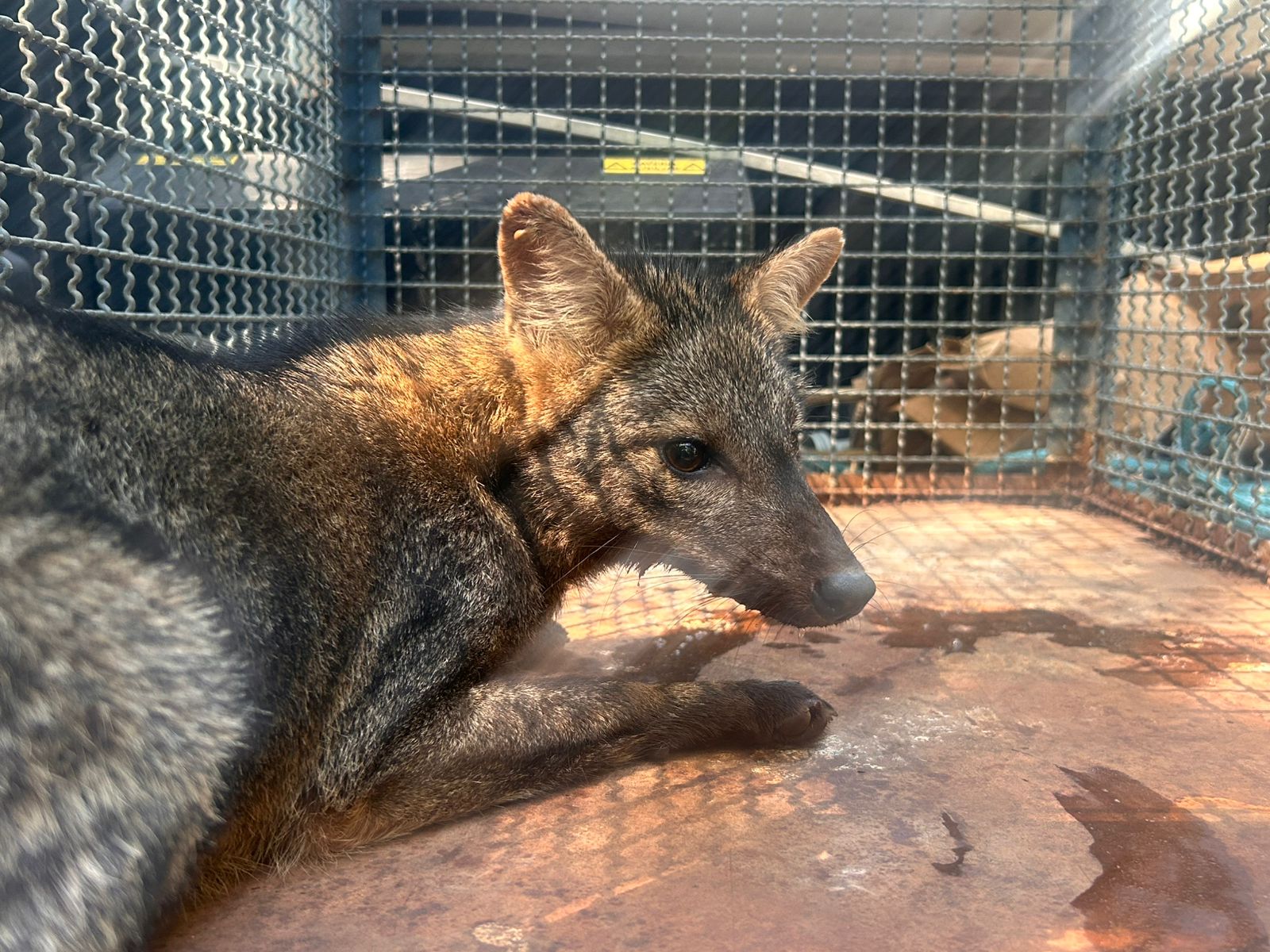 Resgate de cachorro-do-mato mobiliza Bombeiros e Polícia Ambiental em Caraguatatuba