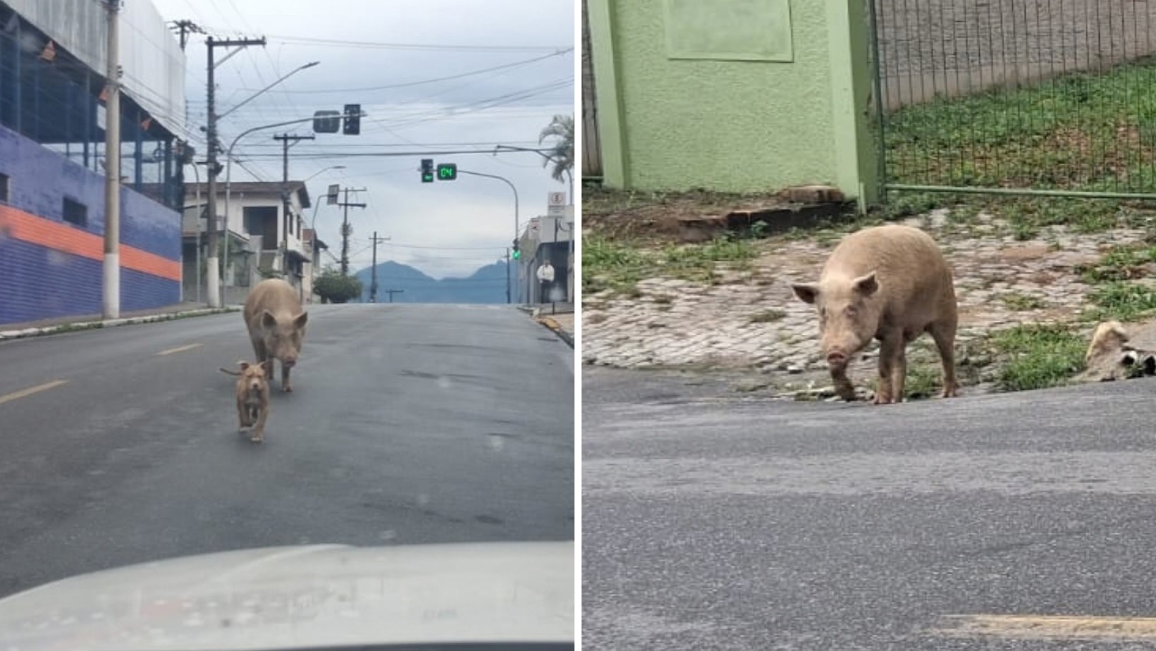 Porco de grande porte é flagrado passeando entre carros e ao lado de cães em rua no interior de SP