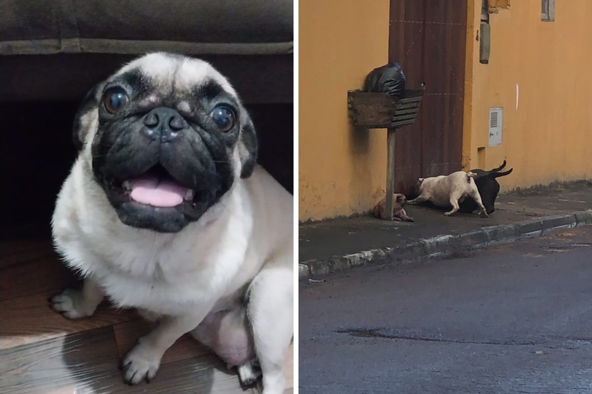Cadela pug morre após ser atacada por três pitbulls pelo portão da própria casa, em Caraguatatuba