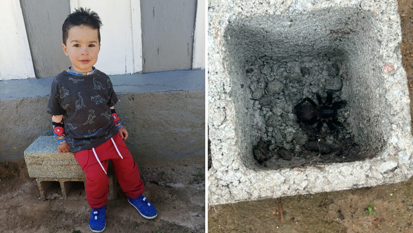 Menino de 1 ano e 10 meses morre após ser picado por aranha em Atibaia: 'Questão de segundos'