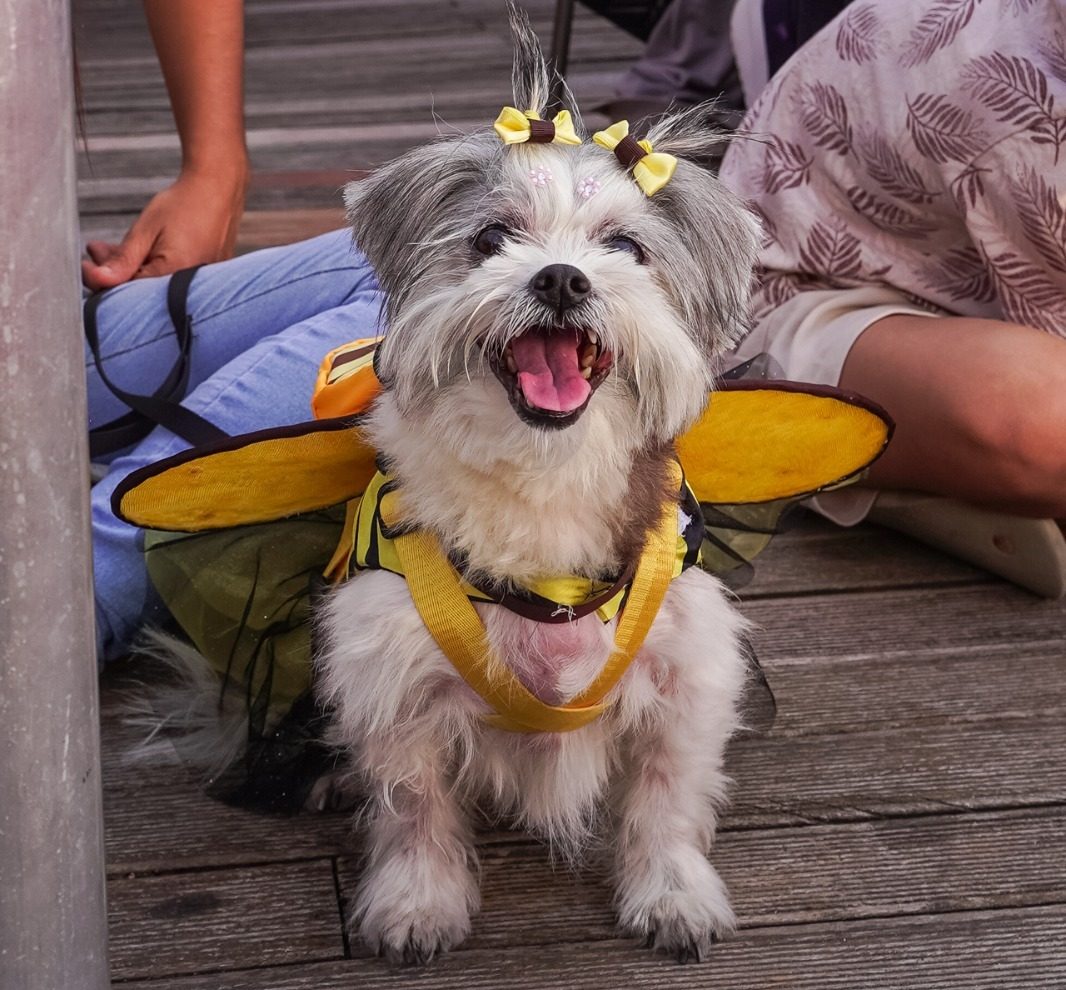 Caraguá tem concurso de fantasia pet neste sábado com R$ 3 mil em prêmios