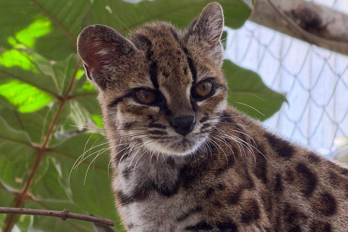 Novo felino e robôs protestando: as notícias curiosas de setembro