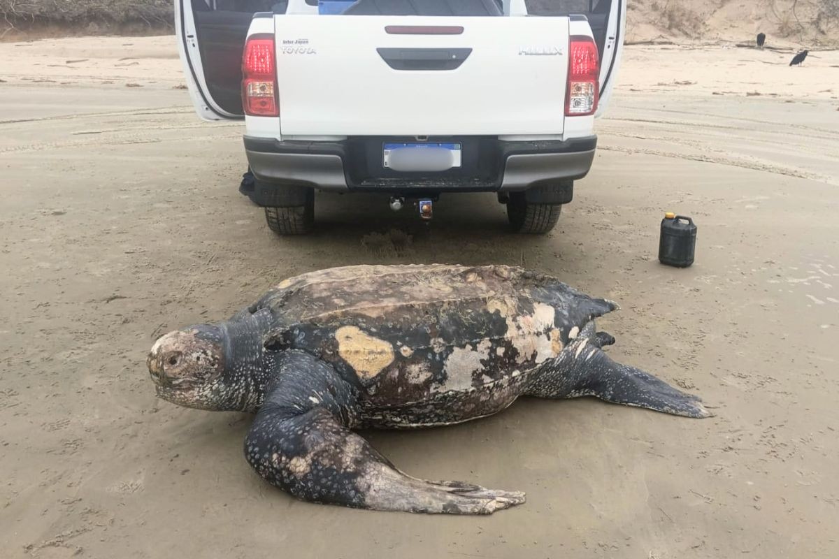 Maior espécie de tartaruga marinha é encontrada morta em praia do litoral de SP; VEJA