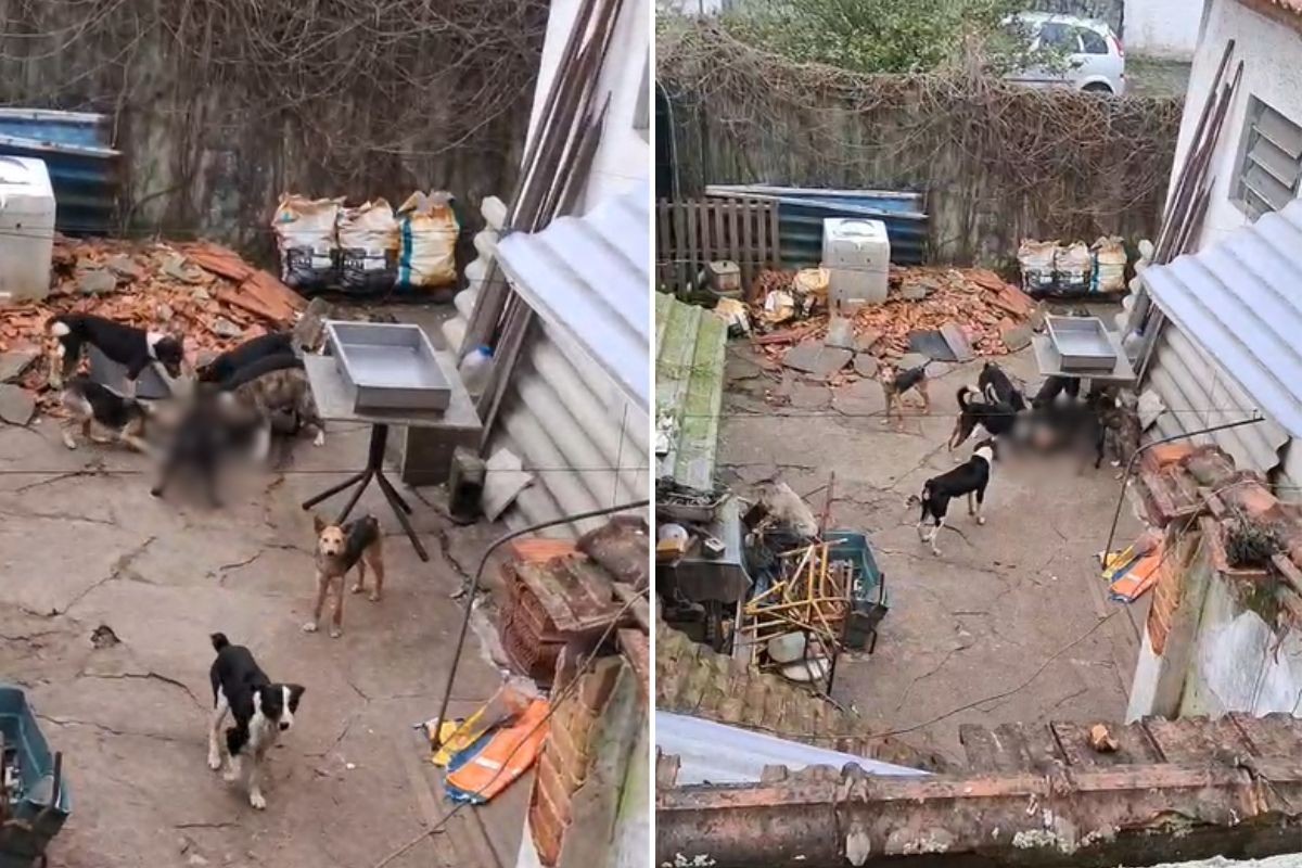 Homem é preso por maus-tratos a animais no litoral de SP; dois cães estavam mortos