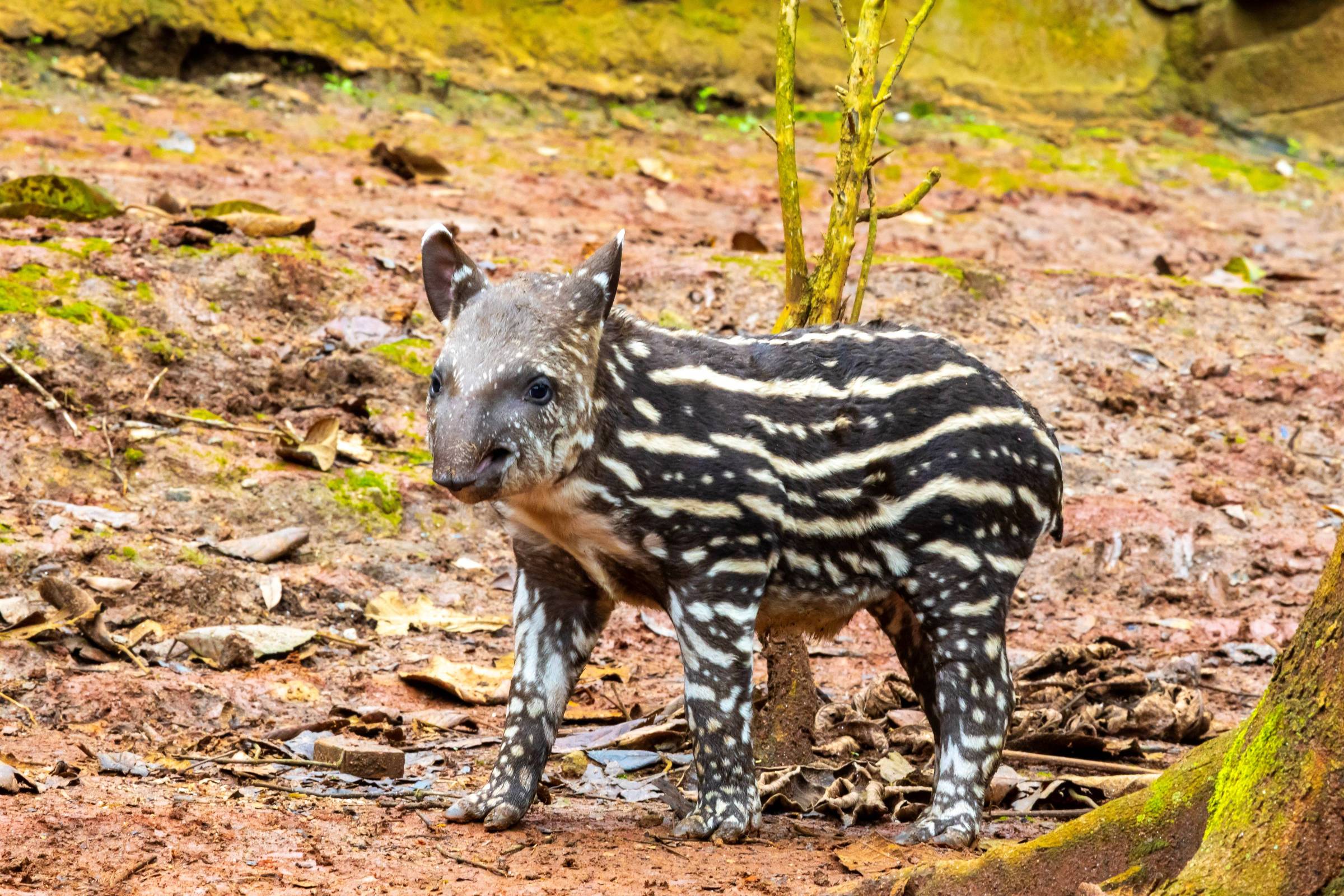 Conheça Amendoim, filhote de anta que nasceu no Simba Safari