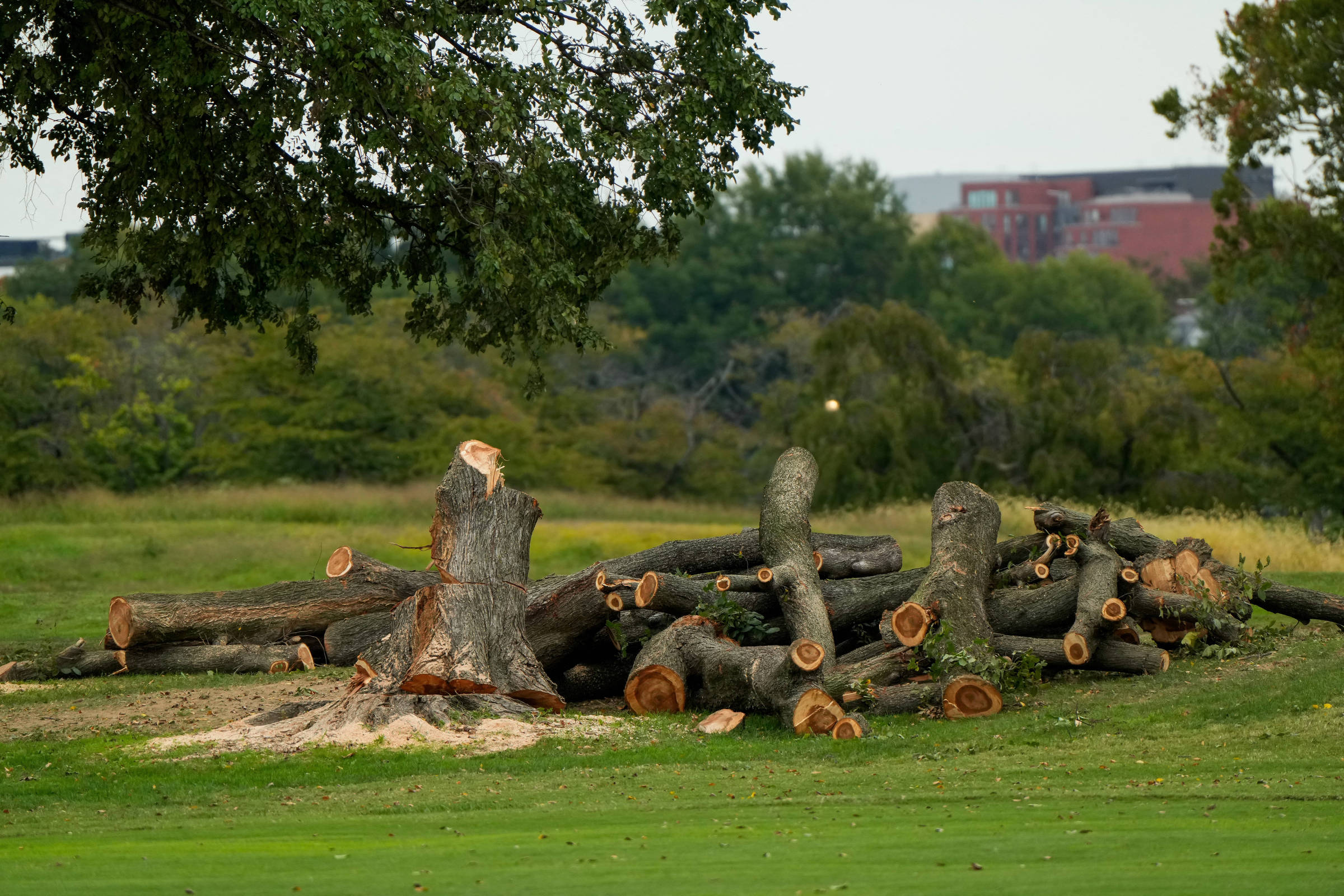 Juíza suspende corte de árvores em campo de golfe que Trump quer renovar
