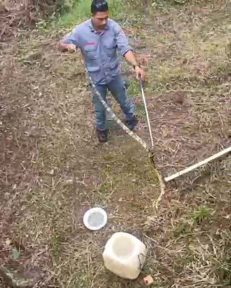 Bombeiros de Ilhabela resgatam teiú em loja de conveniência e cobra em torre de transmissão