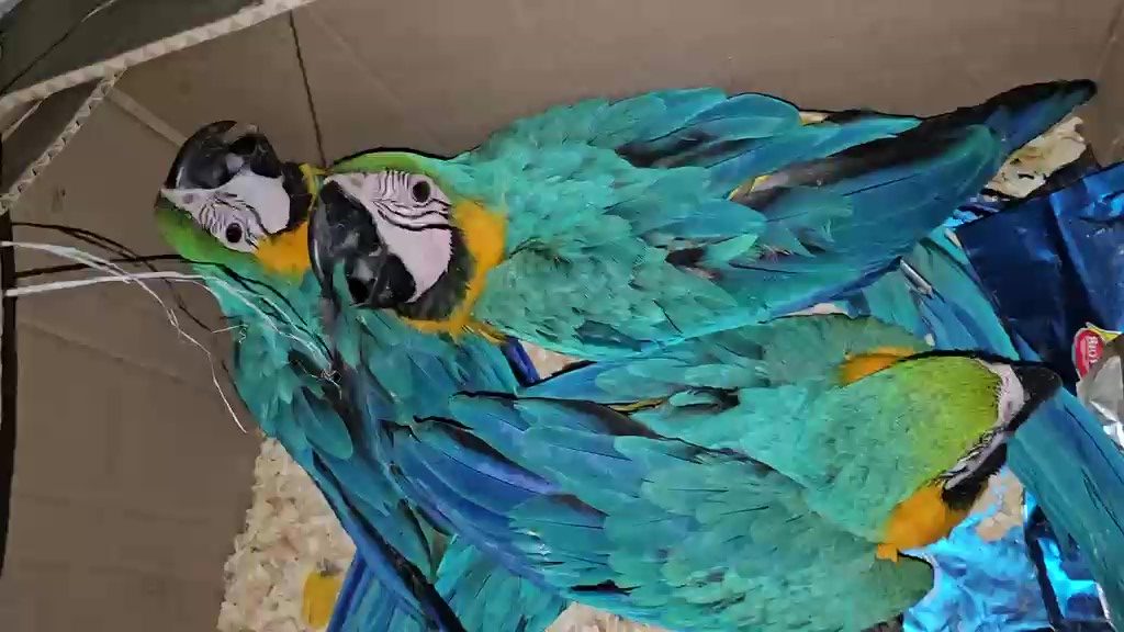 Polícia Ambiental prende quadrilha por tráfico de araras em Ubatuba