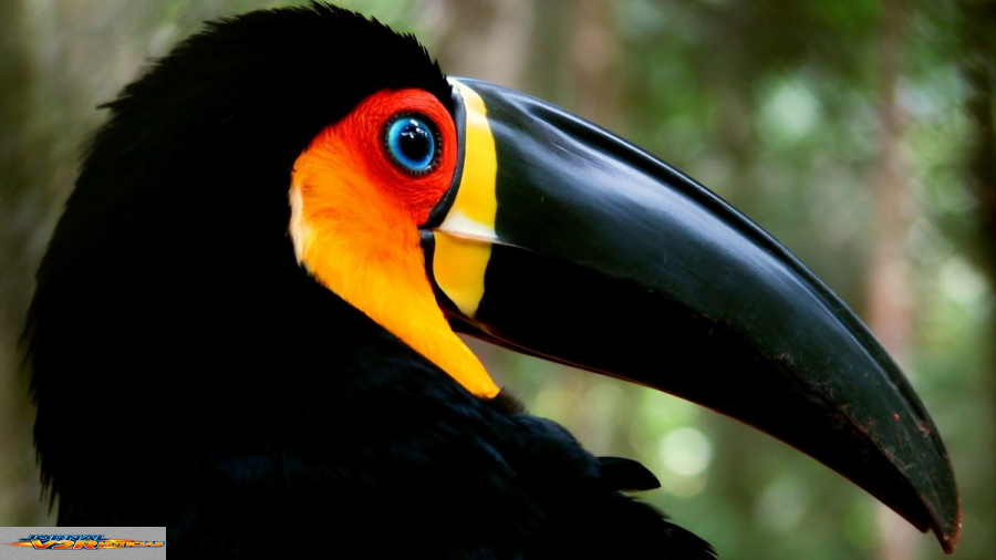 Tucano-de-bico-preto conquista moradores e vence votação para representar São Sebastião