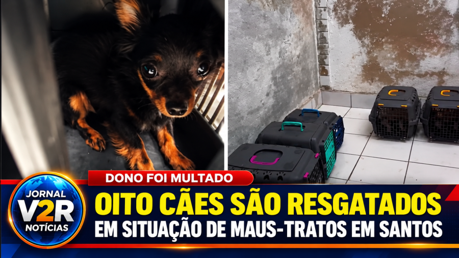 Oito cães são resgatados em situação de maus-tratos em Santos; responsável recebe multa de R$ 48 mil