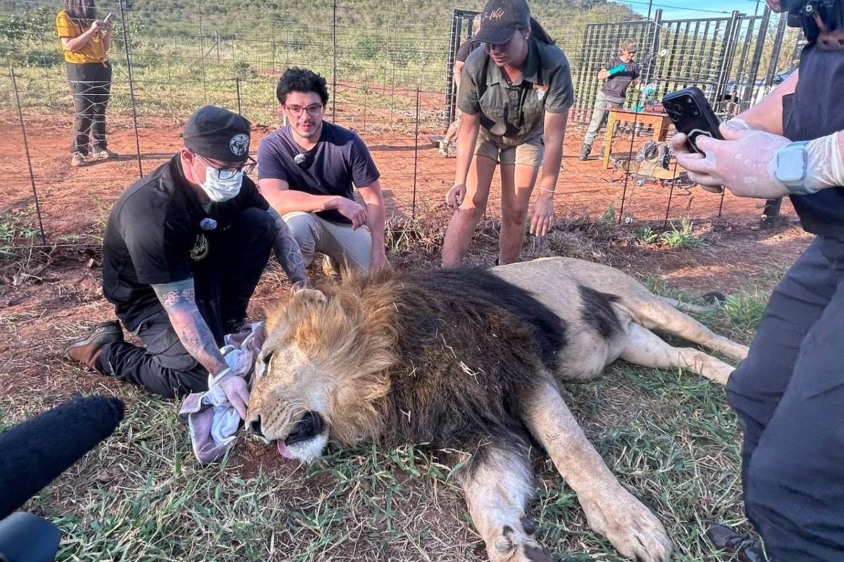 Fantástico produz série para mostrar como dentista cuida de animais selvagens