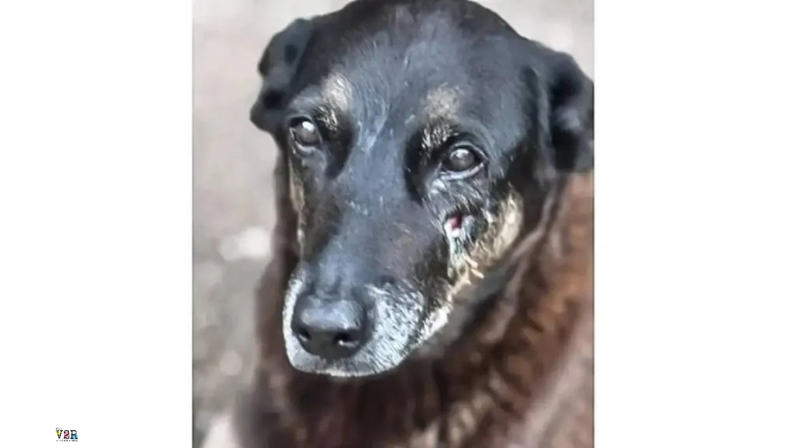 Agência de turismo reforça posicionamento ético após caso que gerou comoção nas redes