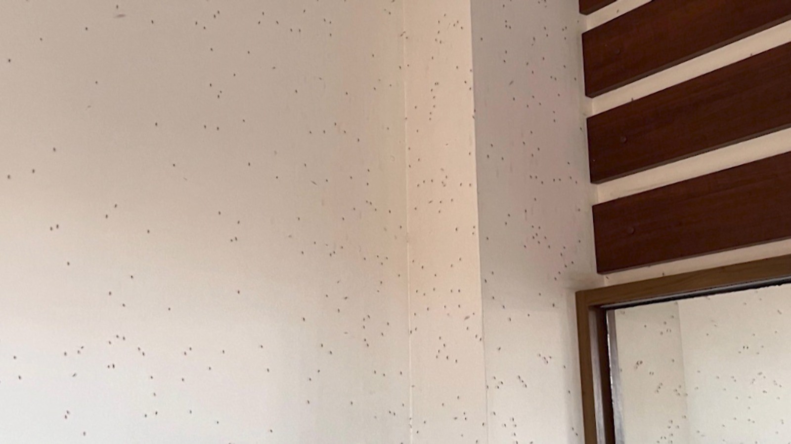 Moradores de São José dos Campos relatam infestação de pernilongos e preocupação com a dengue