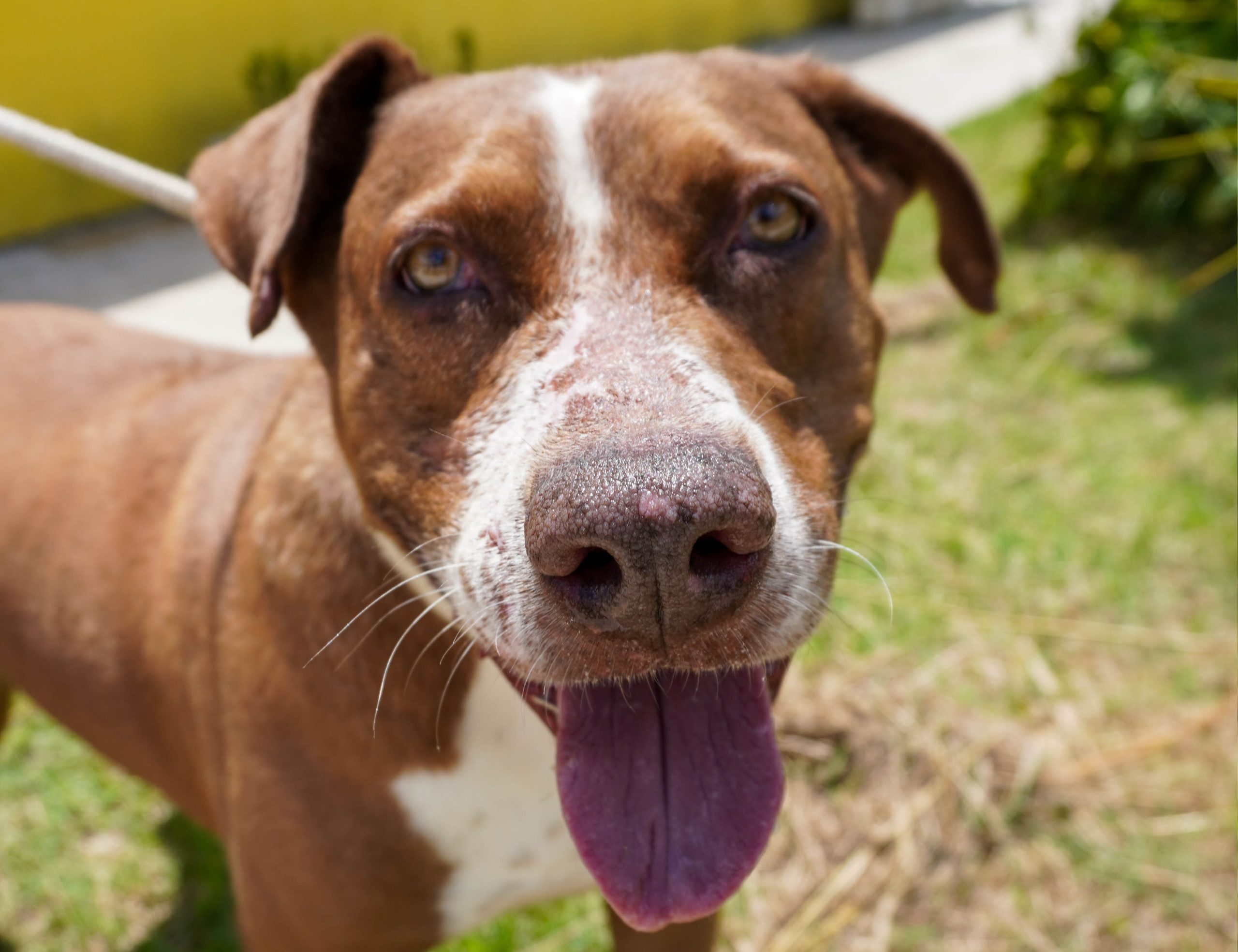 Cão é resgatado sem água e comida em São Sebastião e responsáveis são processados