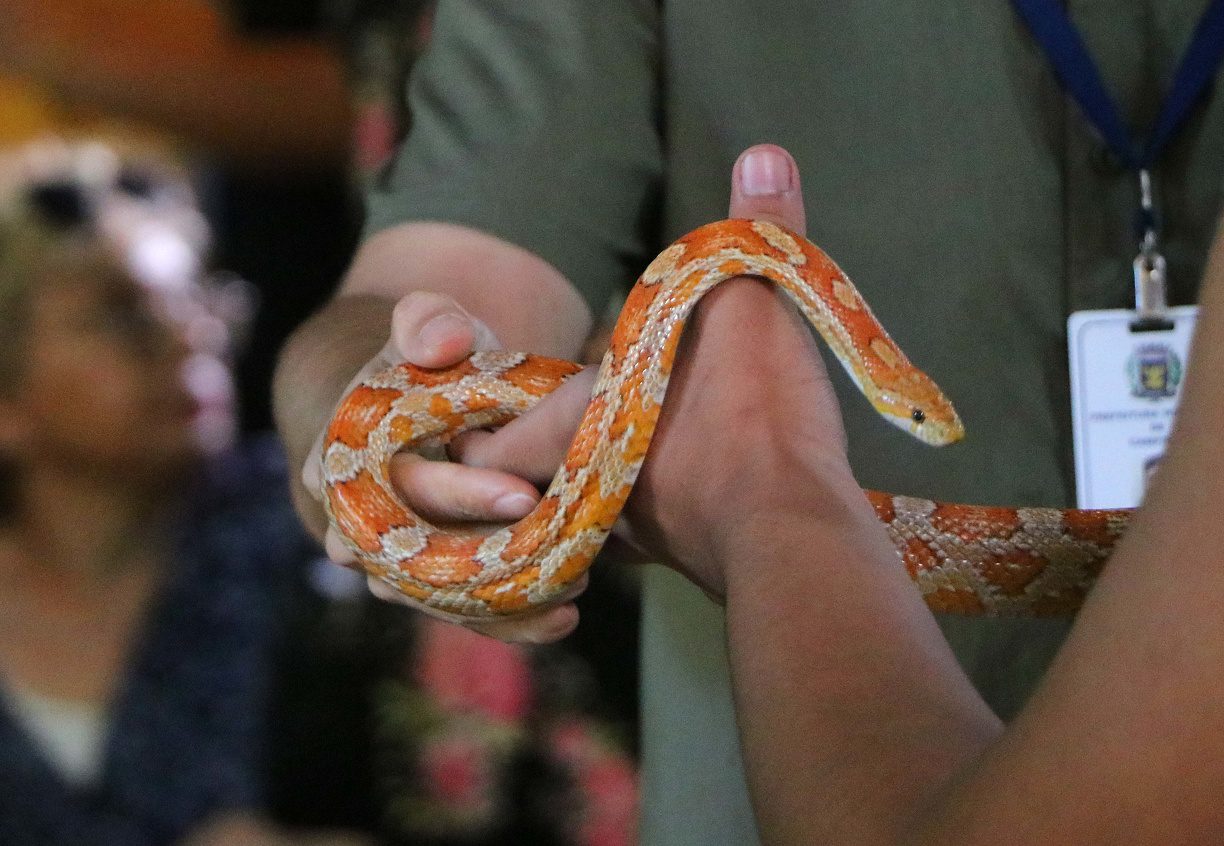 Campinas negocia com o Estado criação de centro para animais silvestres
