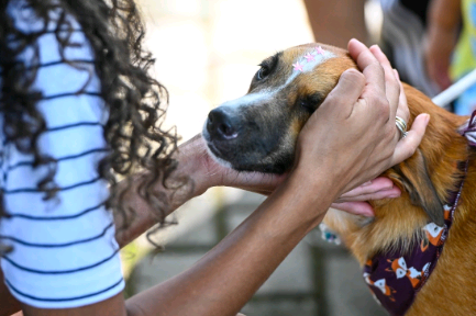 Câmara de Campinas vota nesta quarta-feira projeto de lei que endurece punições para maus-tratos a animais