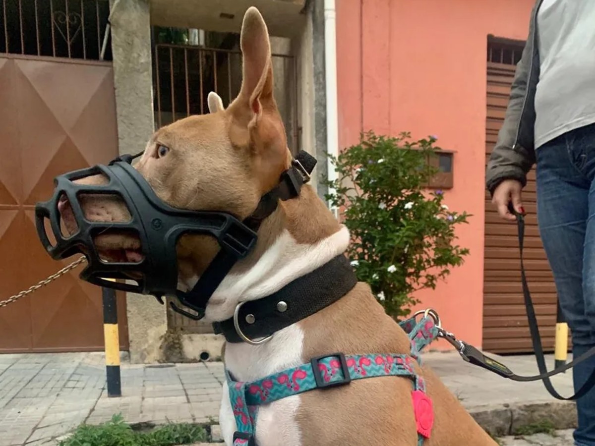 Após ataque com morte, vereadores propõem regras mais rígidas para cães de grande porte em São José dos Campos