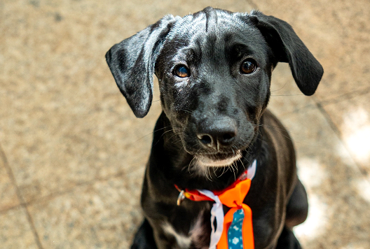 Parque Dom Pedro promove Feira de Adoção Pet: encontros que fazem bem ao coração