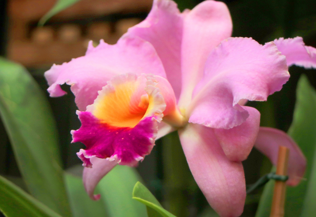 6º Festival de Orquídeas de Campinas terá mais de dez mil plantas na Estação Cultura