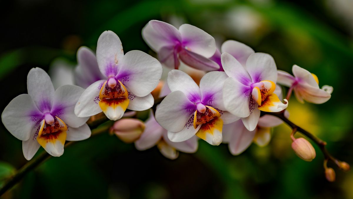 6º Festival de Orquídeas de Campinas reúne mais de dez mil plantas