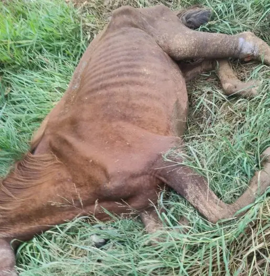 Denúncia leva ao resgate de cavalo em estado crítico em São José dos Campos
