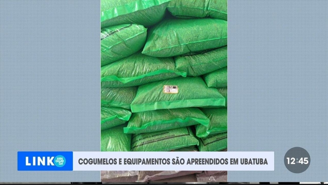 Cogumelos alucinógenos são apreendidos em galpão alugado por homem preso em operação em Ubatuba
