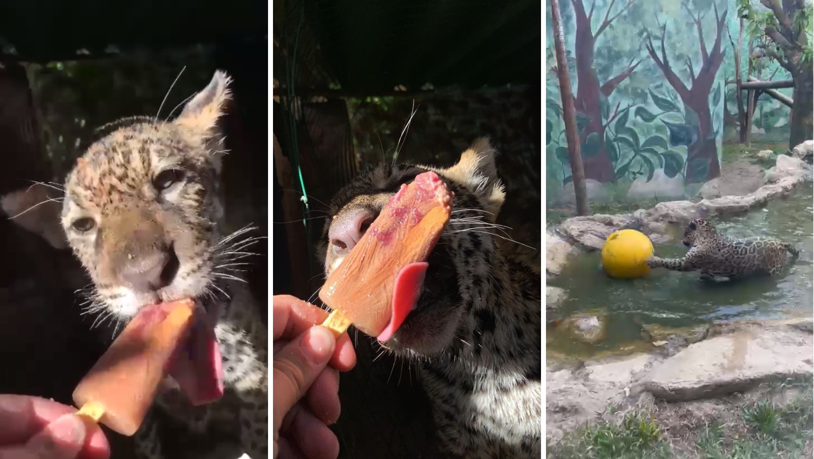 Fazer picolé para onças, pelúcia para filhotes e entreter tartarugas: como é a rotina curiosa de veterinários de animais silvestres