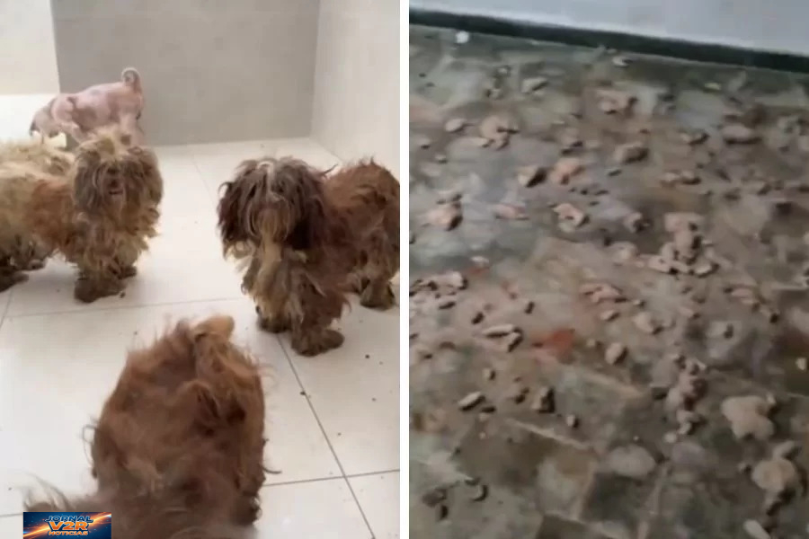 Oito cães são resgatados de situação de abandono e maus-tratos em residência no bairro Embaré, em Santos