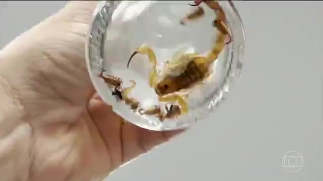 Força-tarefa captura escorpiões no interior de SP para evitar acidentes e produzir soro